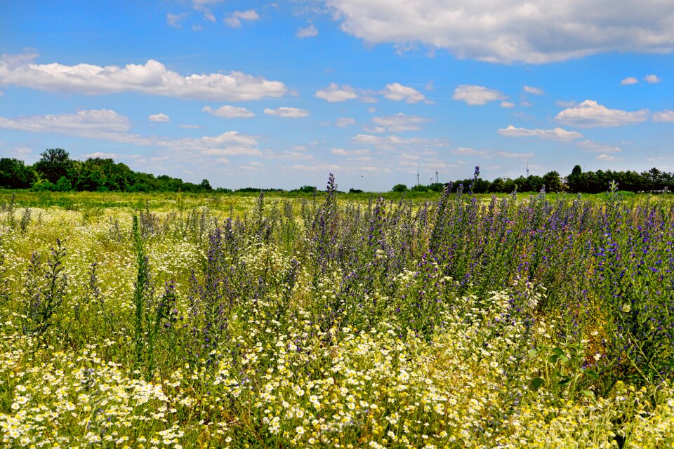 Wild flowers scenic sunlight photo