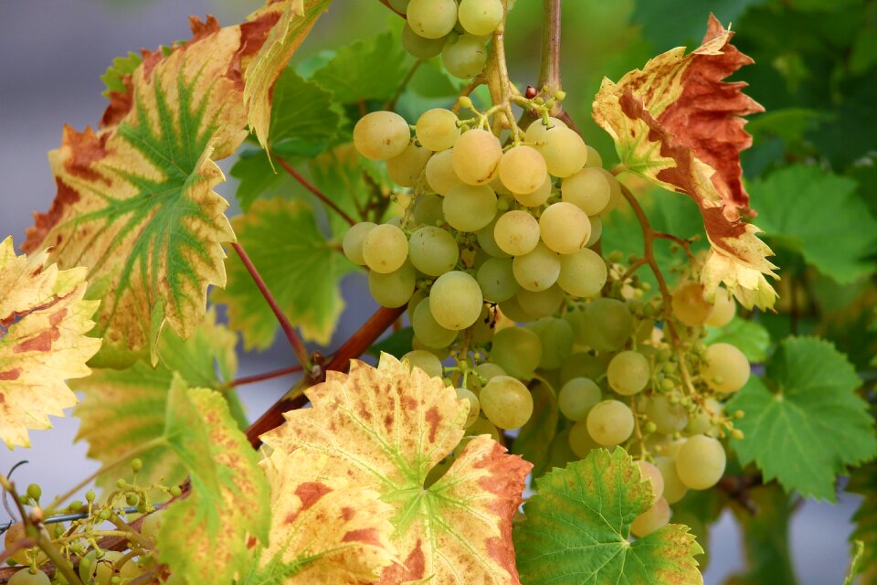 Winegrowing green grapes green