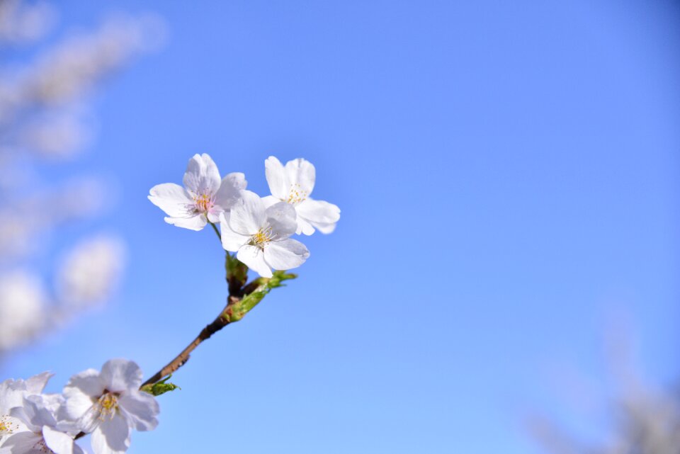 Flowers wood cherry tree
