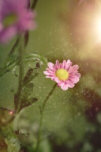 Bloom pink flower nature
