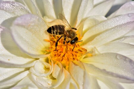 Flower bee honey bee photo