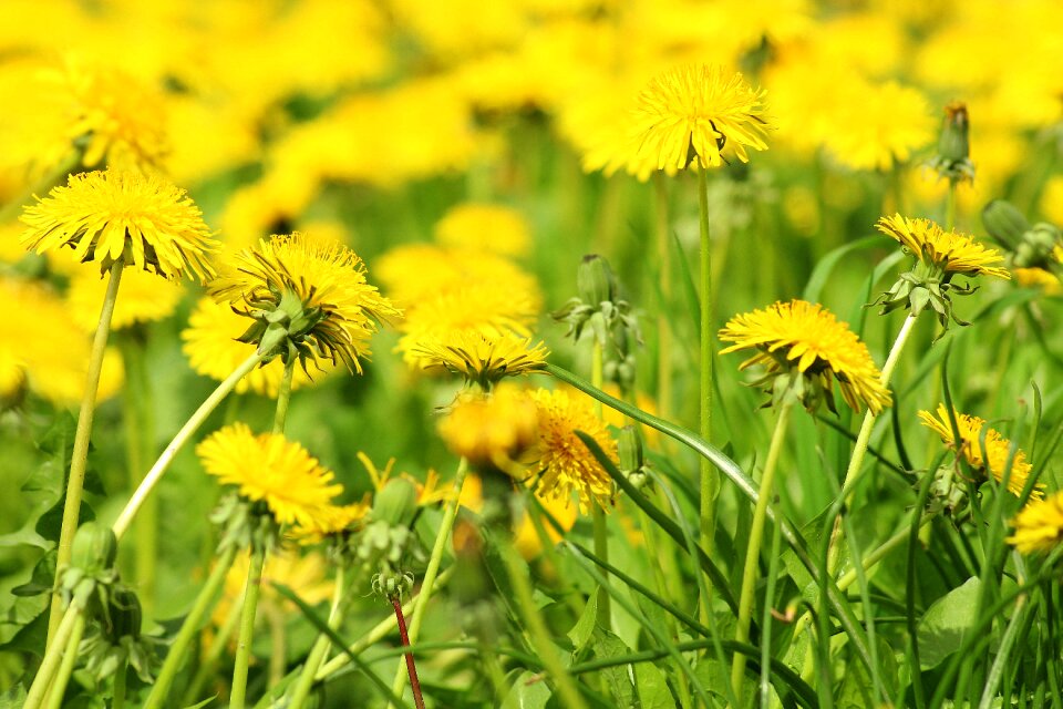Nature plant flower