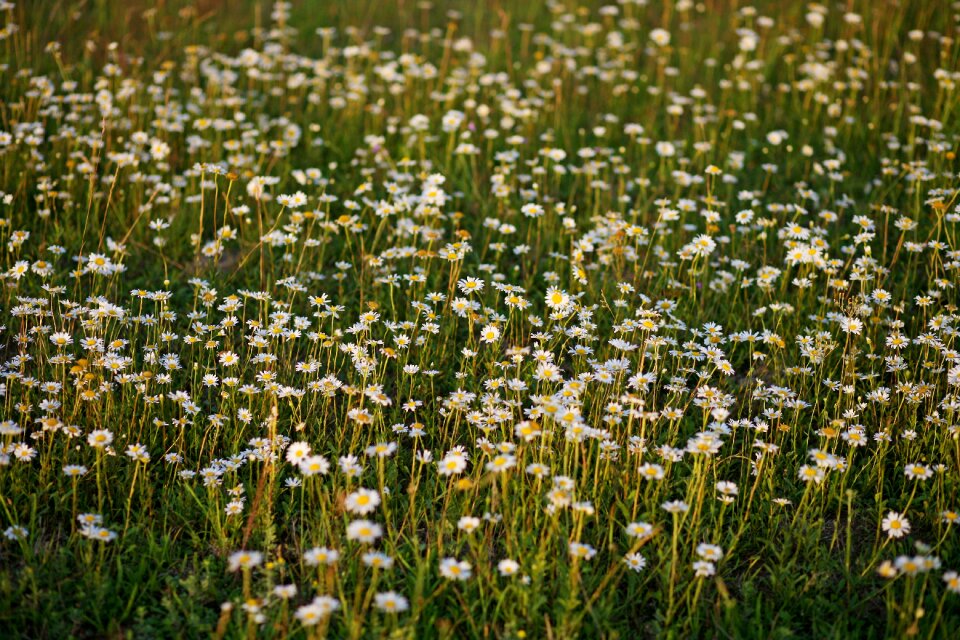 Meadow grass plants