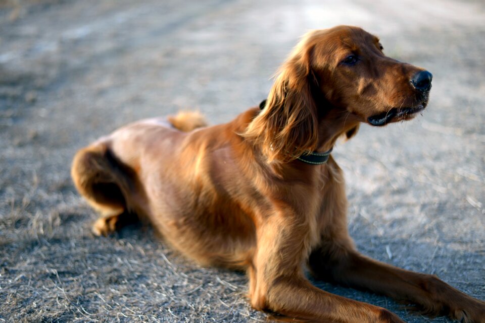 Irish setter dogs red