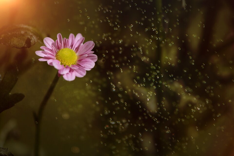 Blossom bloom nature