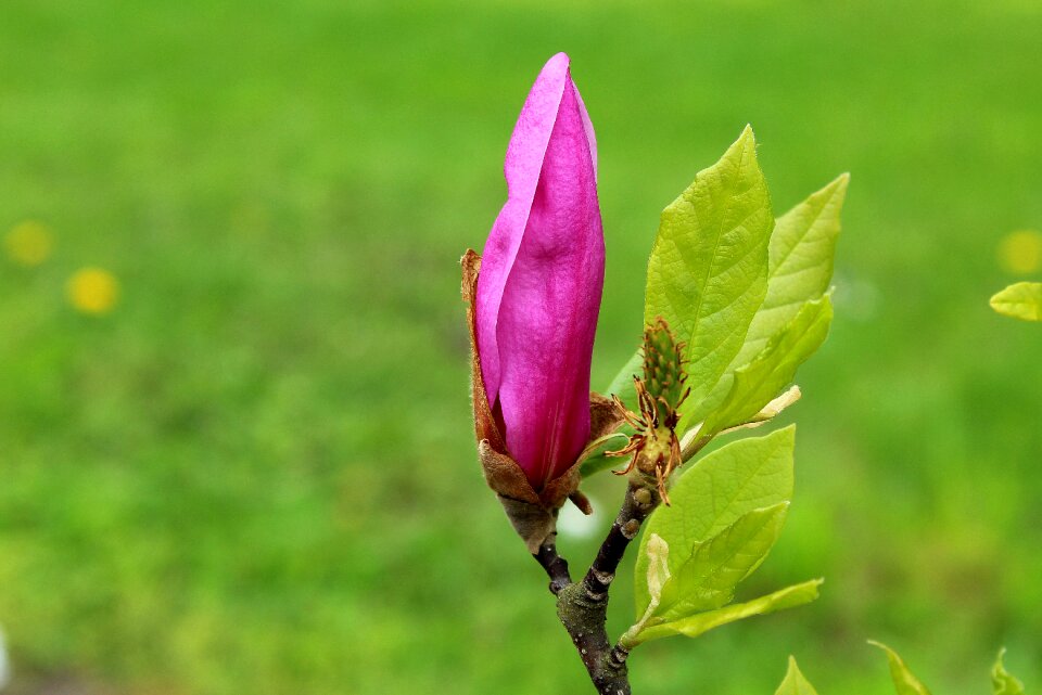 Spring nature leaf