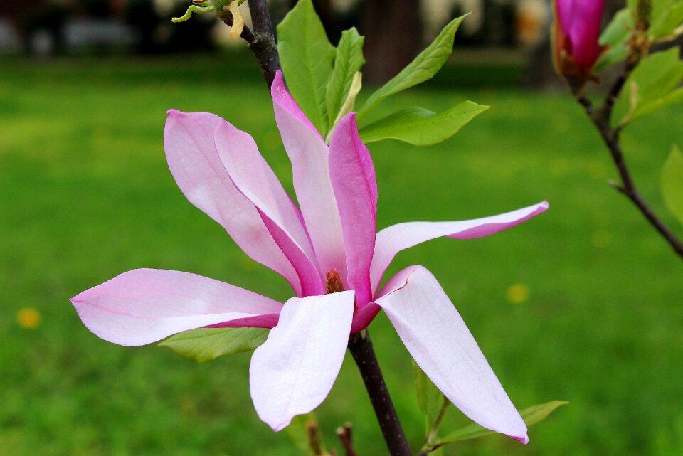 Full bloom spring nature