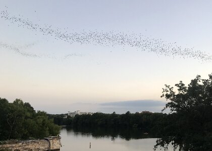 Landscape lake bats photo