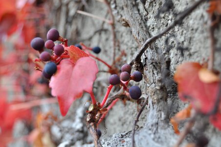 Morbid autumn mood