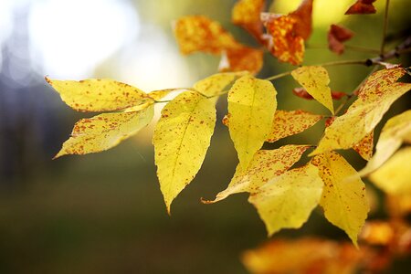 Maple colorful nature photo