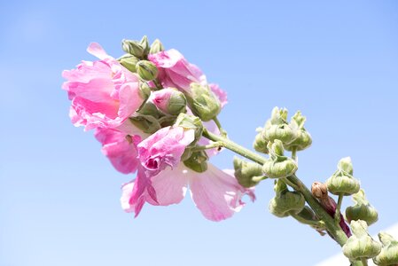 Flower flowers pink flowers photo