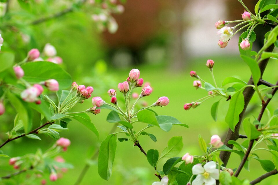 Spring nature plant