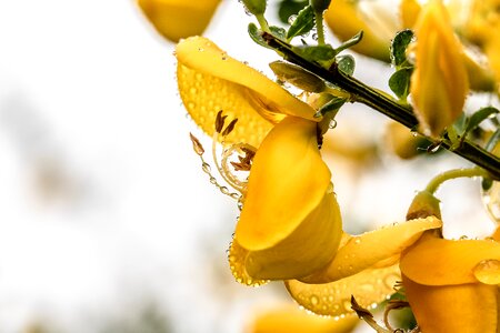 Flowers raindrop beaded