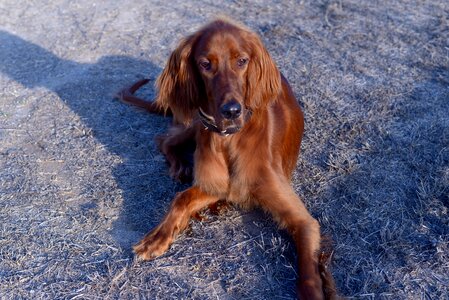 Irish setter dogs red photo