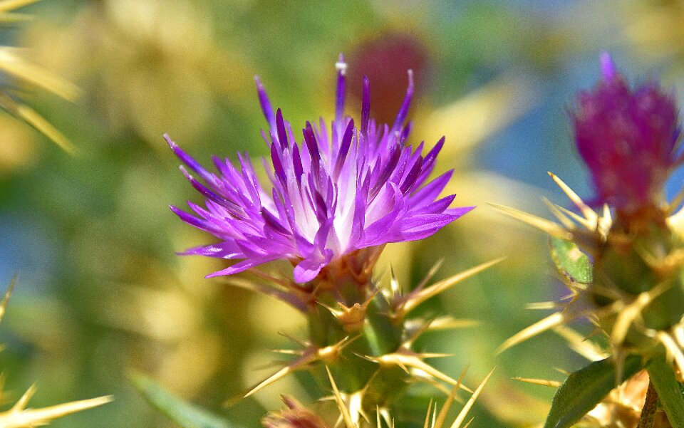 Flora petals flowering photo