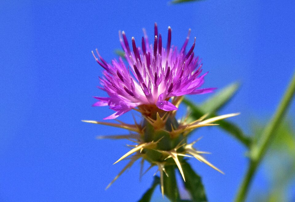Flora petals flowering