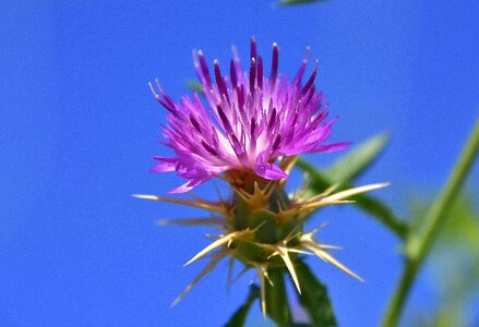 Flora petals flowering