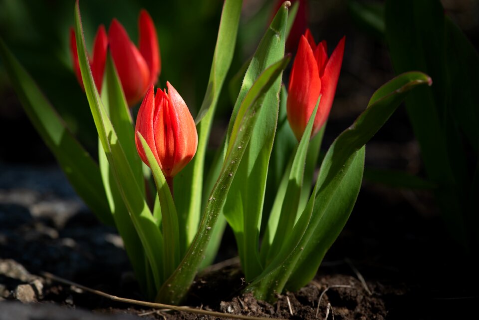 Small small tulips garden
