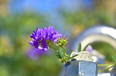 Flora petals flowering photo