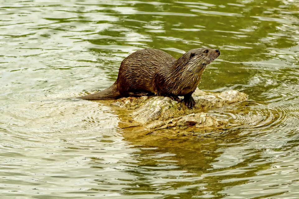 Otter animal world wet