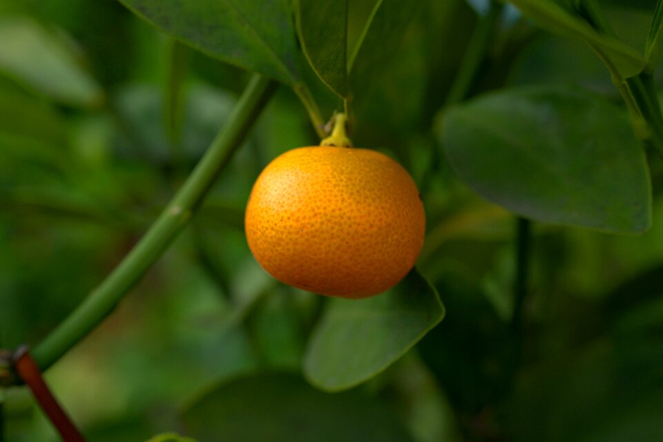 Citrus fruit vegetarian juicy