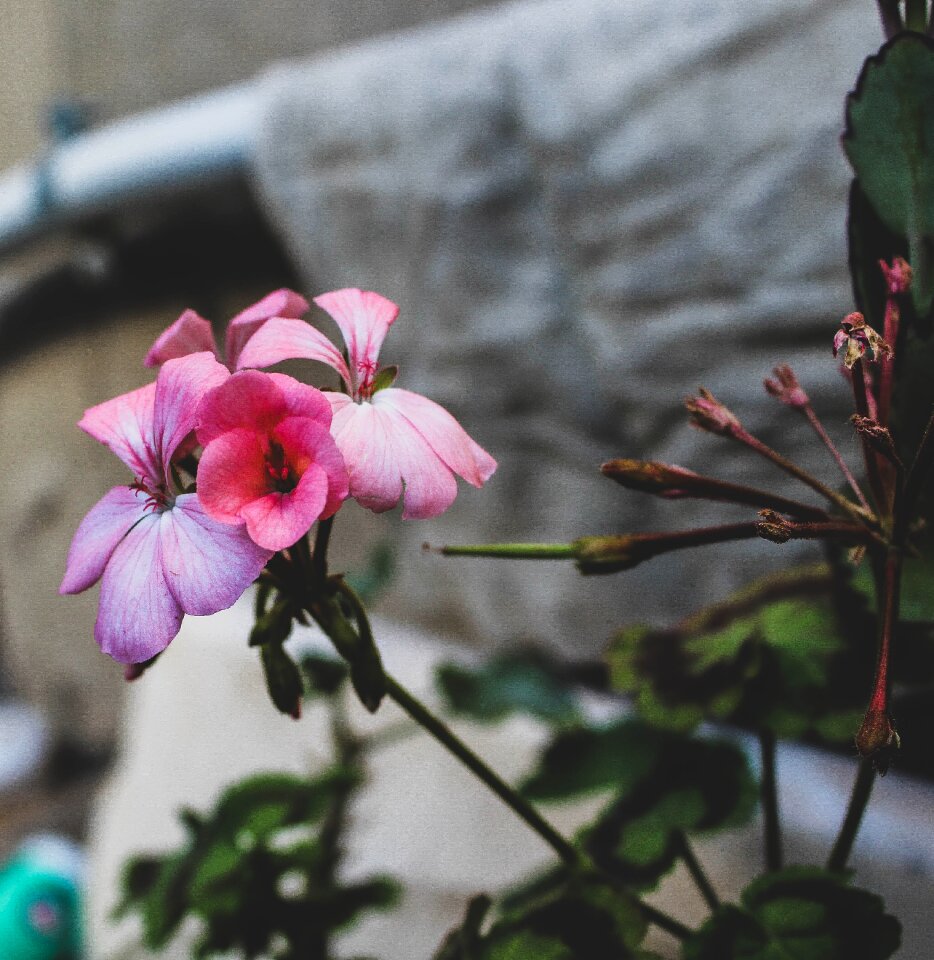 Blossom bloom bouquet
