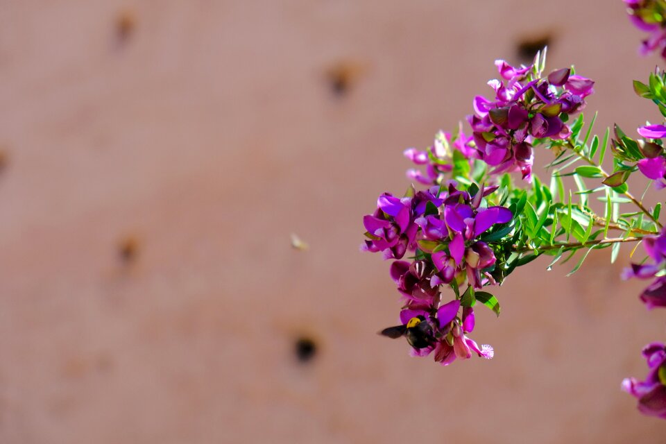Purple flowers morocco marrakech