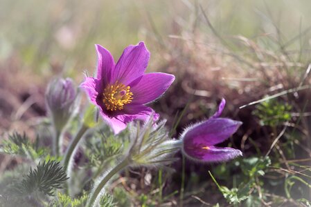 Flower purple flower blossom