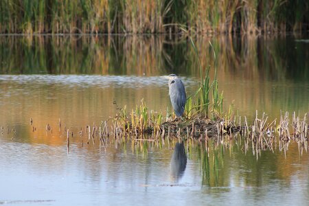 Nature bird landscape photo