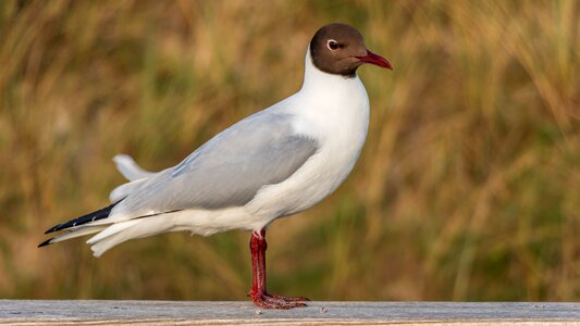 Bird nature animal