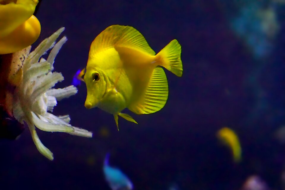 Fish yellow water