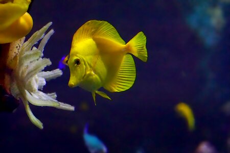 Fish yellow water photo