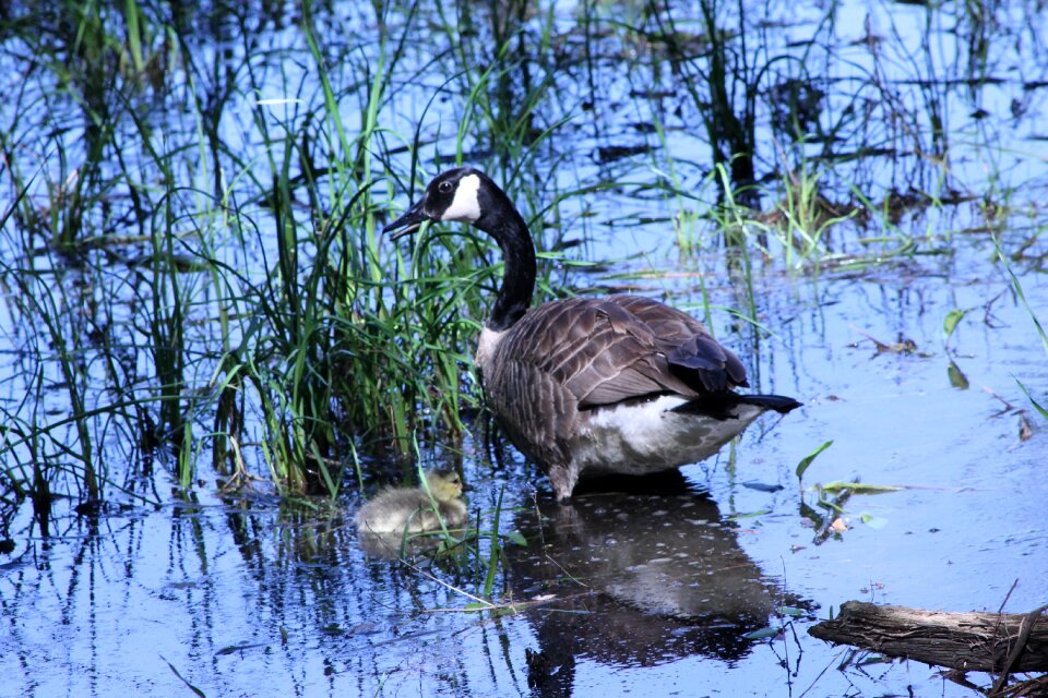 Water bird animals photo