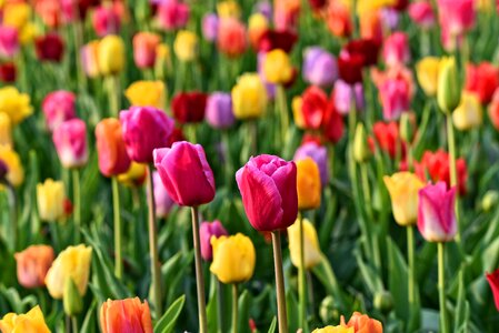 Bulbous bloom blossoming photo