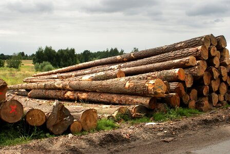 Wood nature log