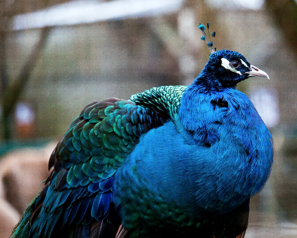 Animal world poultry color