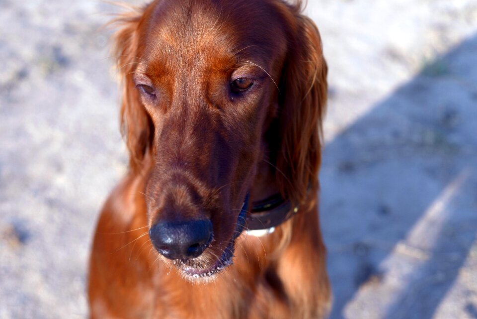 Irish setter dogs red