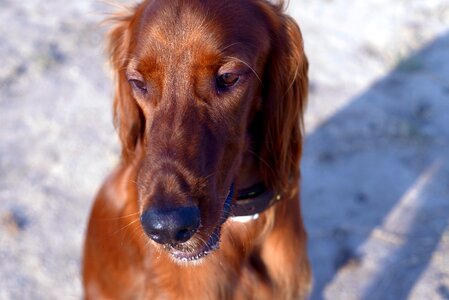 Irish setter dogs red photo