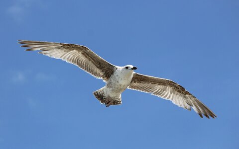 Sky blue flying