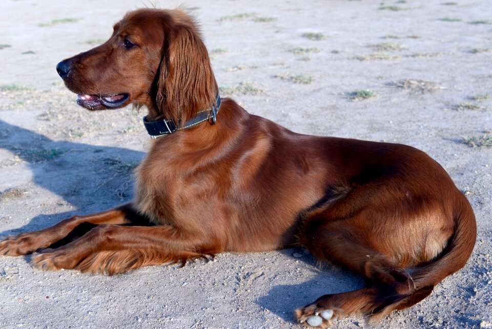 Irish setter dogs red