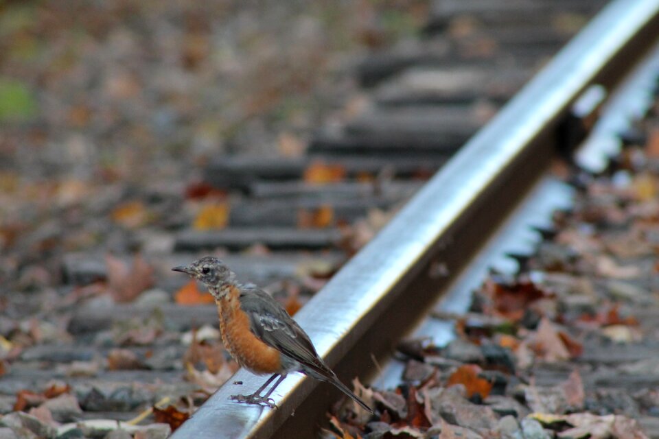 Bird rail suicide