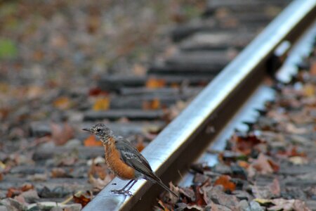 Bird rail suicide