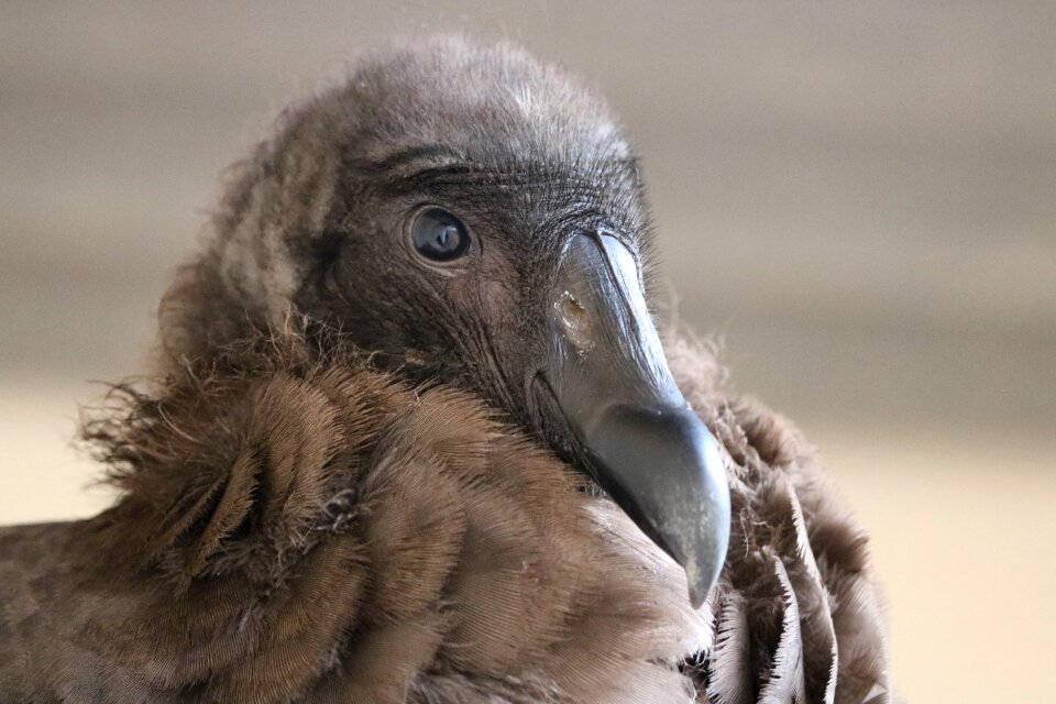Young vulture animal