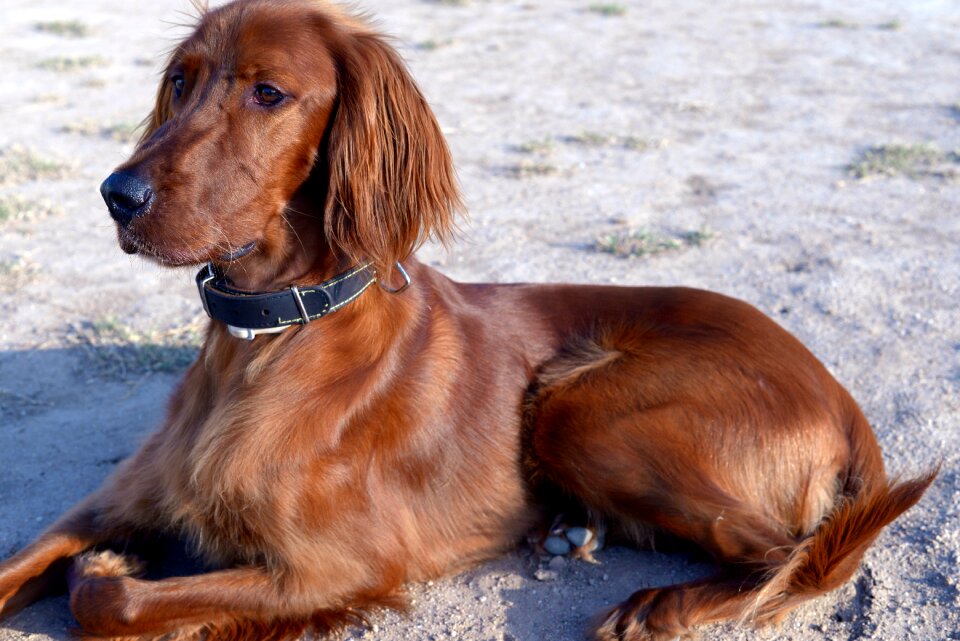 Irish setter dogs red