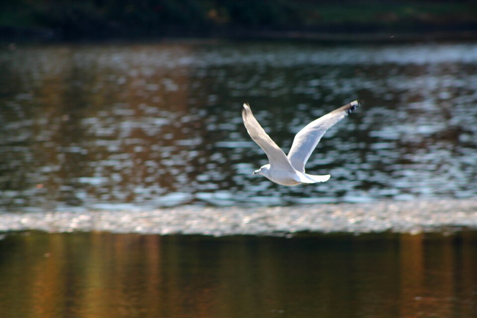 Landscape flight bird