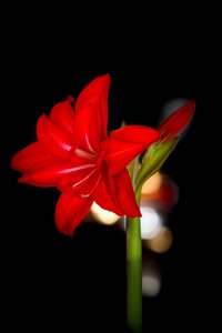 Flower red blossom photo