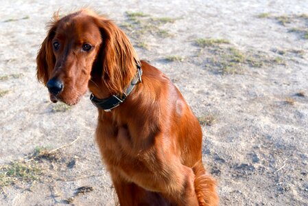 Irish setter dogs red photo