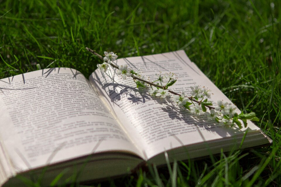 Grass nature spring
