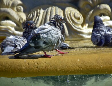 Ave source plumage
