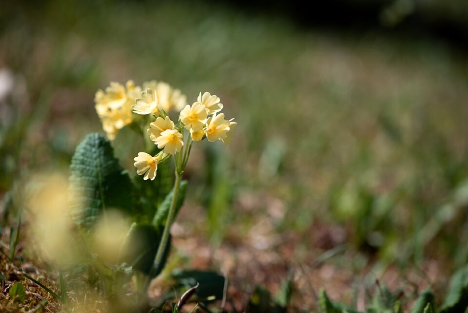 Plant pointed flower meadow